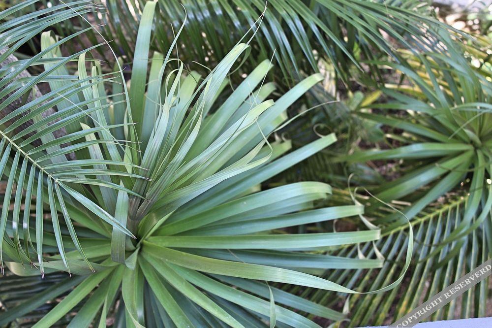 Howlita Tulum - Adult Only Exterior photo